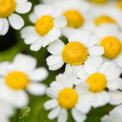 Řimbaba obecná - Tanacetum parthenium - prodej semen - 15 ks