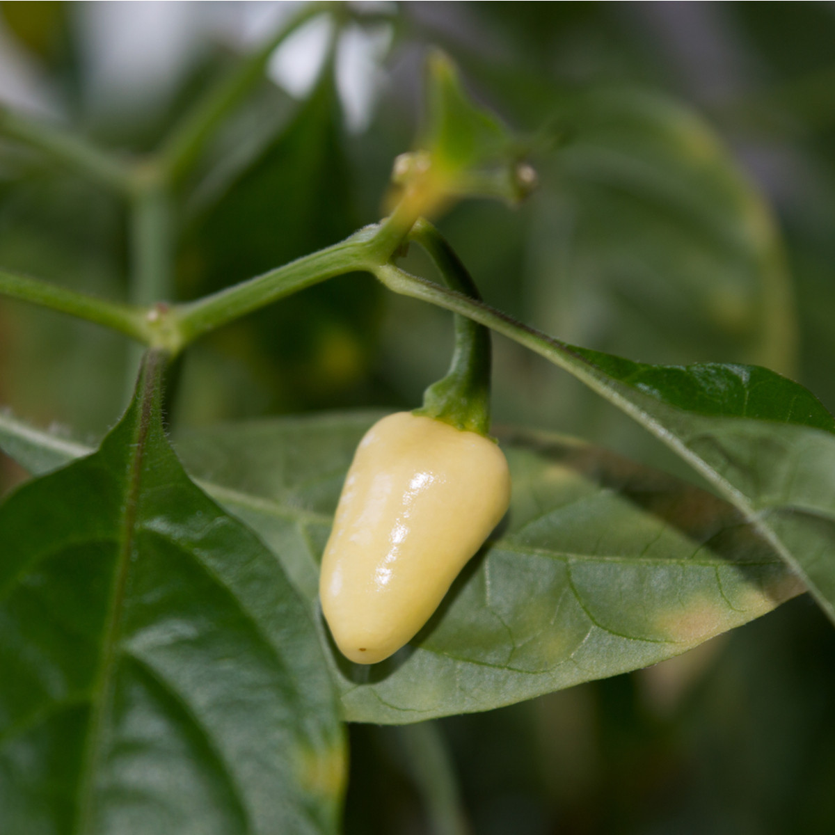 Chilli Habanero bílé - Capsicum annuum - prodej semen - 6 ks