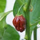 Chilli Habanero Chocolate - Capsicum chinense - prodej semen - 6 ks