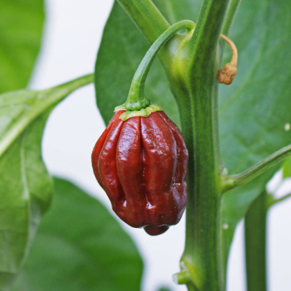 Chilli Habanero Chocolate - Capsicum chinense - prodej semen - 6 ks