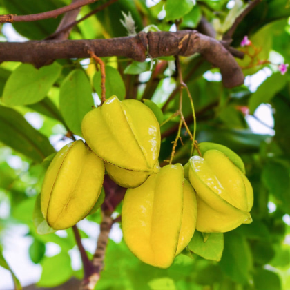 Karambola Bilimbi - Averrhoa carambola - prodej semen - 5 ks