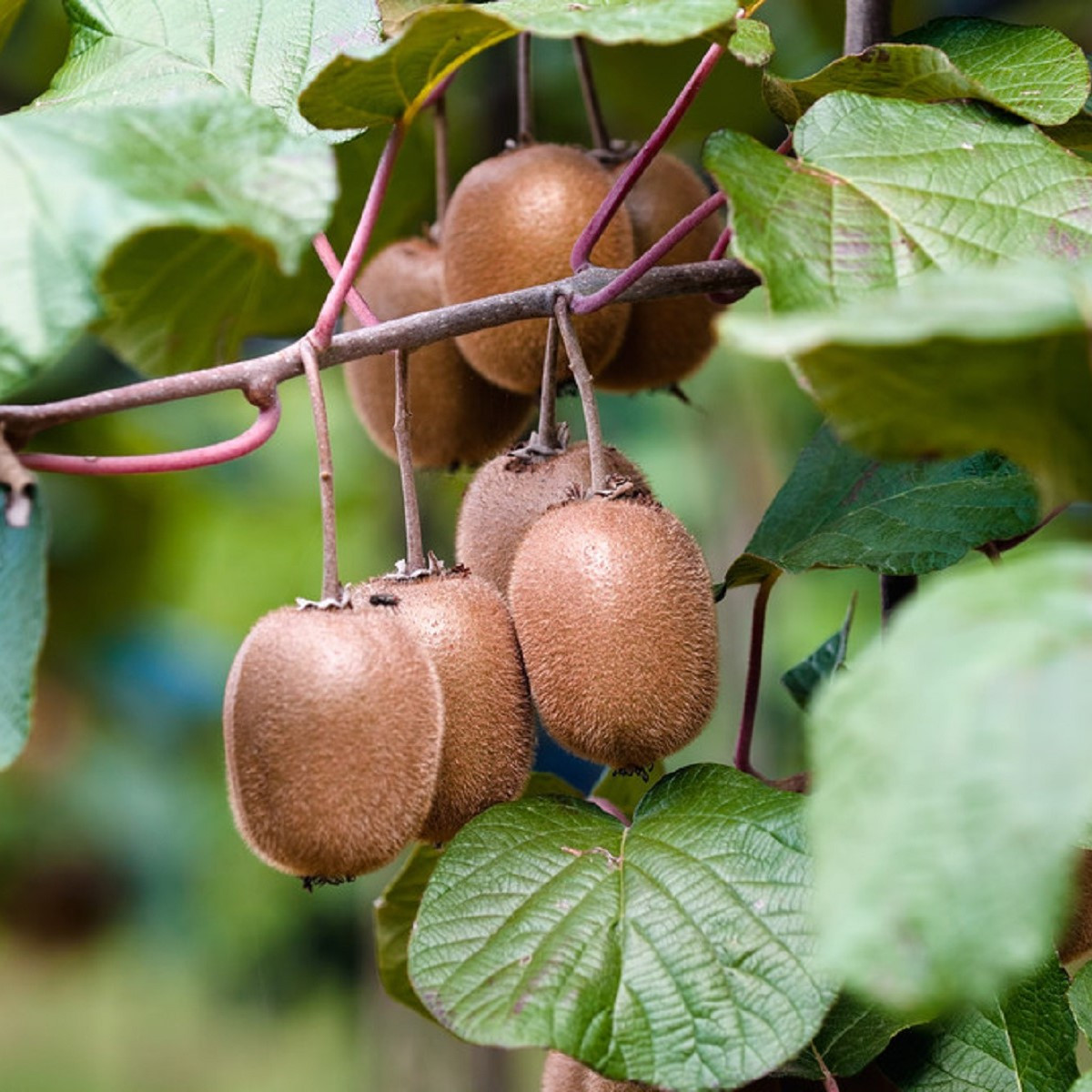 Kiwi čínské Aktinidie - Actinidia chinensis - prodej semen - 5 ks