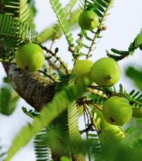Indický Angrešt - Phyllanthus emblica - prodej semen - 8 ks