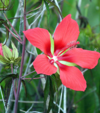 Ibišek šarlatový - Hibiscus coccineus - prodej semen - 15 ks