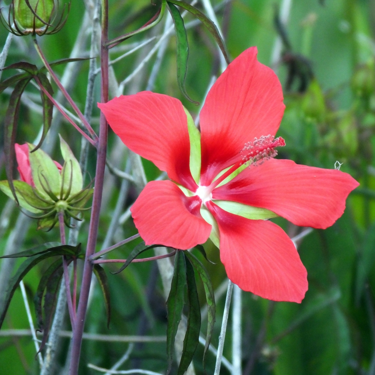 Ibišek šarlatový - Hibiscus coccineus - prodej semen - 15 ks