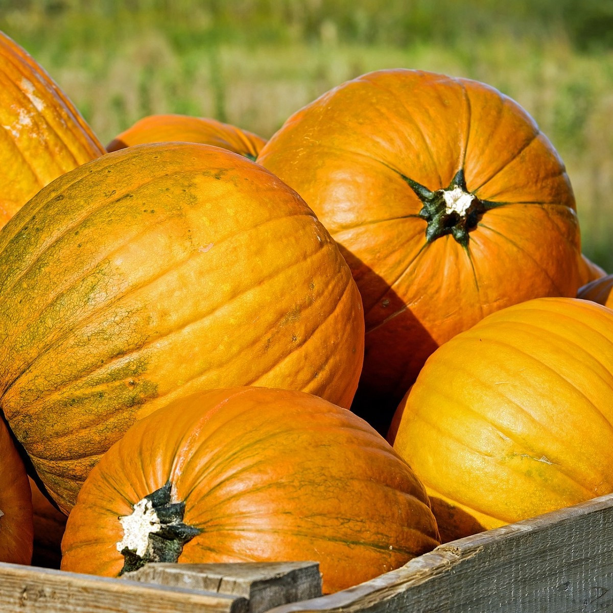 Tykev velkoplodá Gourmet - Cucurbita maxima - prodej semen - 4 ks