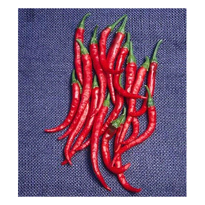 Kajenský pepř - Cayenne pepper - EXTRA dlouhý - 6 ks