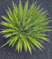 Agáve mexické - Agave filifera - prodej semen - 7 ks