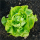 Semínka salátu - Lactuca sativa - Salát hlávkový máslový Sylvesta - prodej semen - 0,1 g
