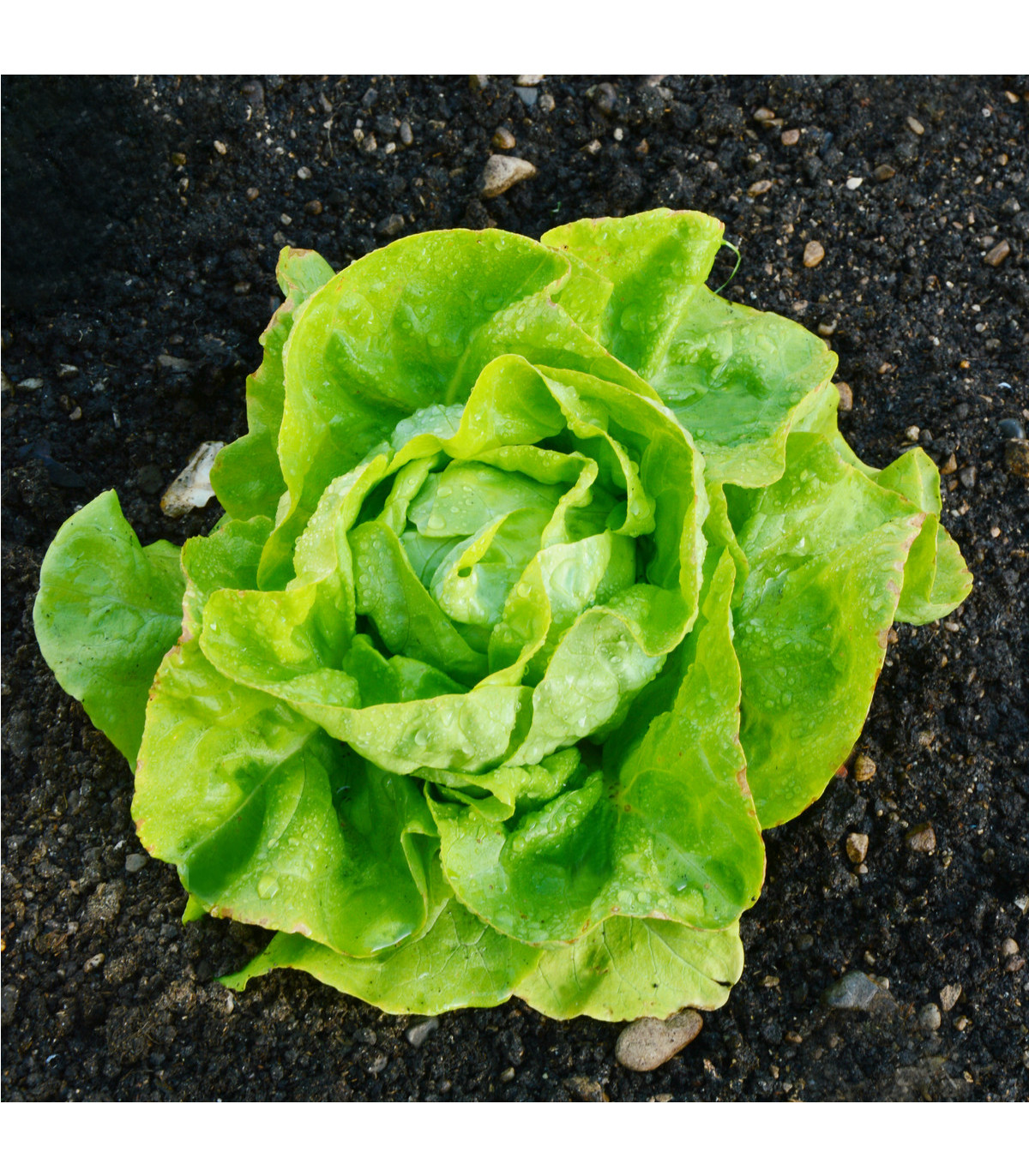 Semínka salátu - Lactuca sativa - Salát hlávkový máslový Sylvesta - prodej semen - 0,1 g