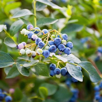 Borůvka kanadská - Vaccinium corymbosum - semena - 5 ks