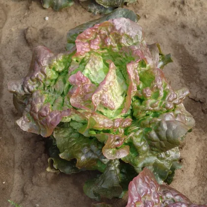 Salát hlávkový červený Rosemarry - Lactuca sativa - prodej semen - 200 ks