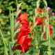Gladiol Nanus Mirela - Gladiolus nanus mirela - prodej cibulovin - 3 ks