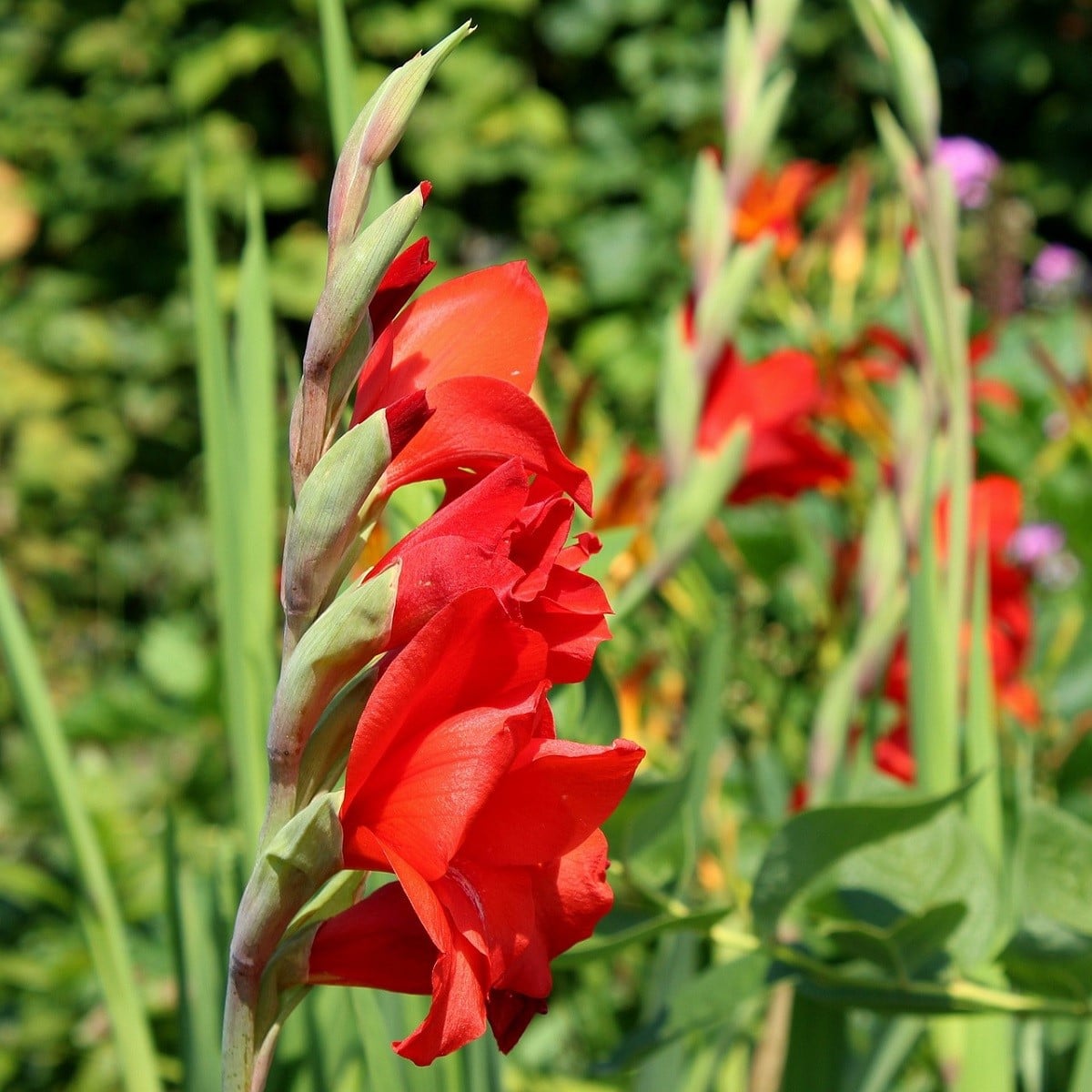 Gladiol Nanus Mirela - Gladiolus nanus mirela - prodej cibulovin - 3 ks