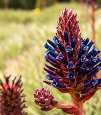 Puja Venusta - Puya - prodej semen - 20 ks