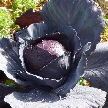 Semínka bio zelí - Brassica oleracea - BIO Červené zelí Marner - prodej bio semen - 0,3 g