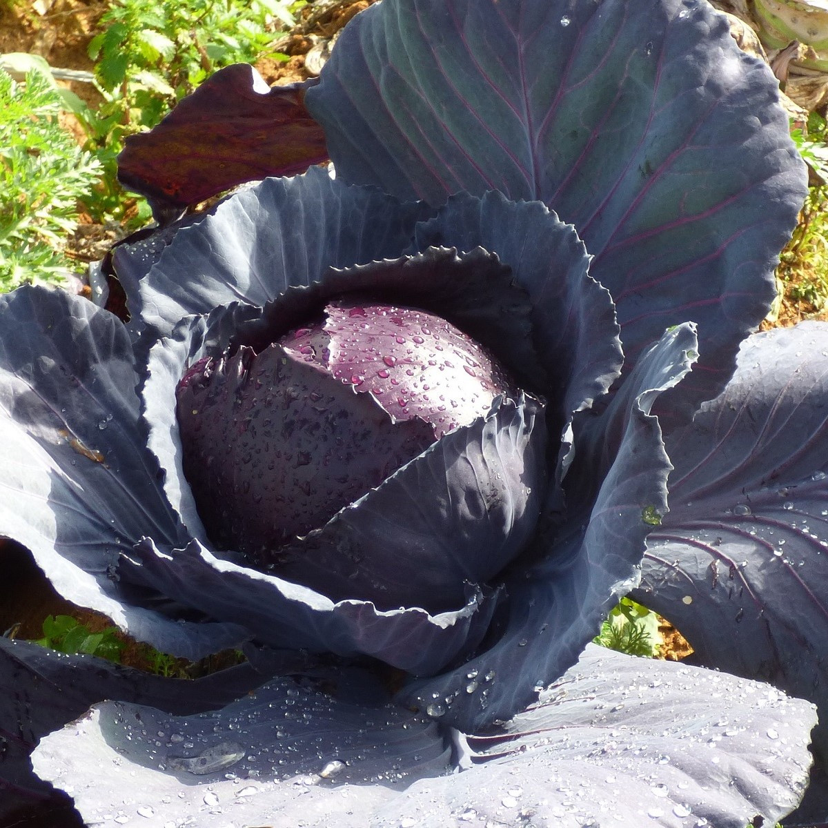 Semínka bio zelí - Brassica oleracea - BIO Červené zelí Marner - prodej bio semen - 0,3 g