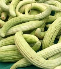 Okurka arménská - Cucumis melo - prodej semen - 6 ks
