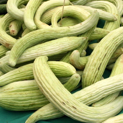 Okurka arménská - Cucumis melo - prodej semen - 6 ks