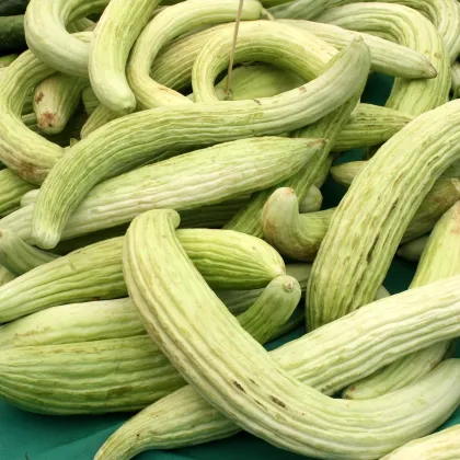 Okurka arménská - Cucumis melo - prodej semen - 6 ks