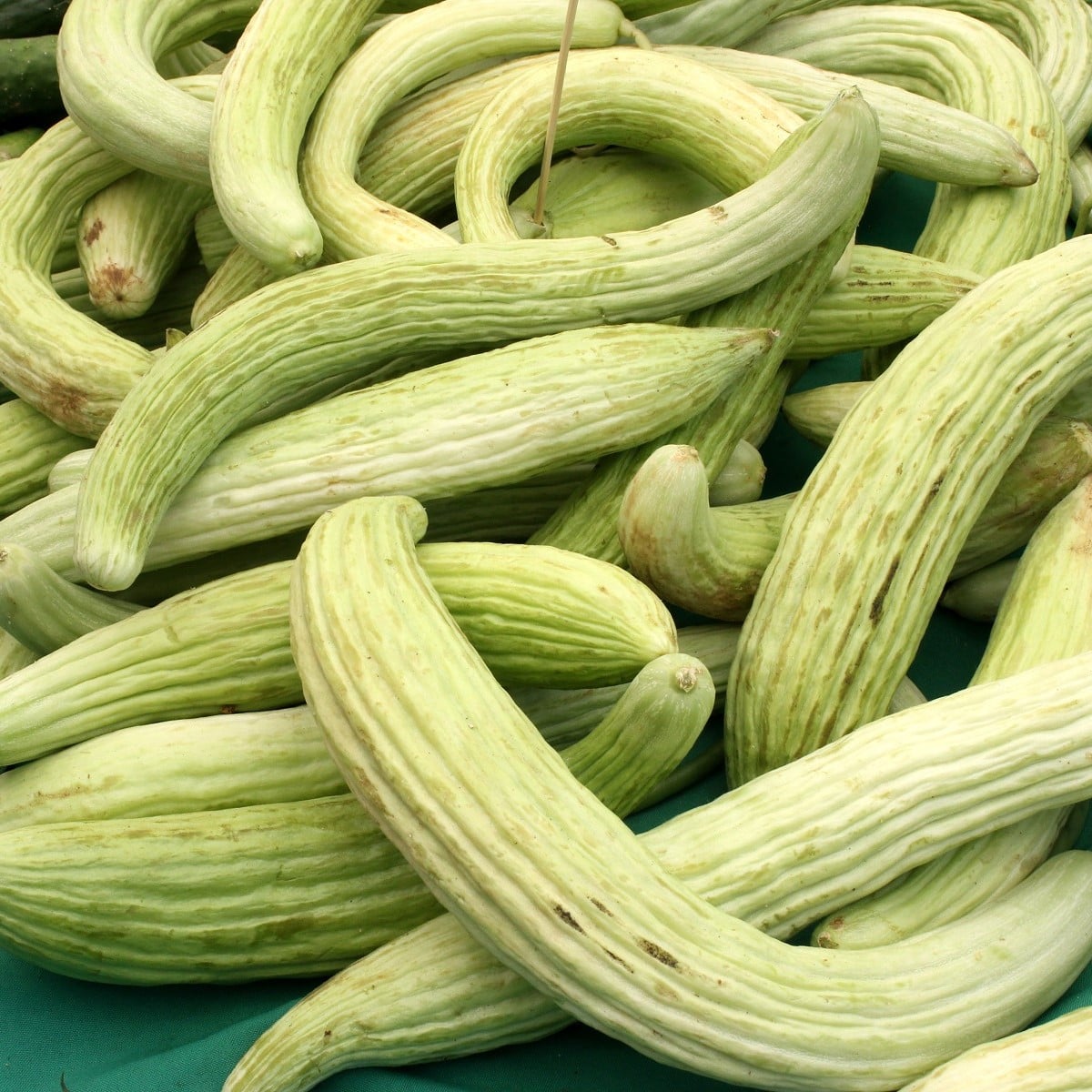 Okurka arménská - Cucumis melo - prodej semen - 6 ks