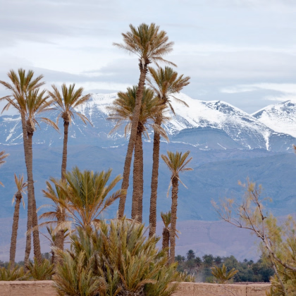 Palma - Parajubaea torallyi - prodej semen - 2 ks