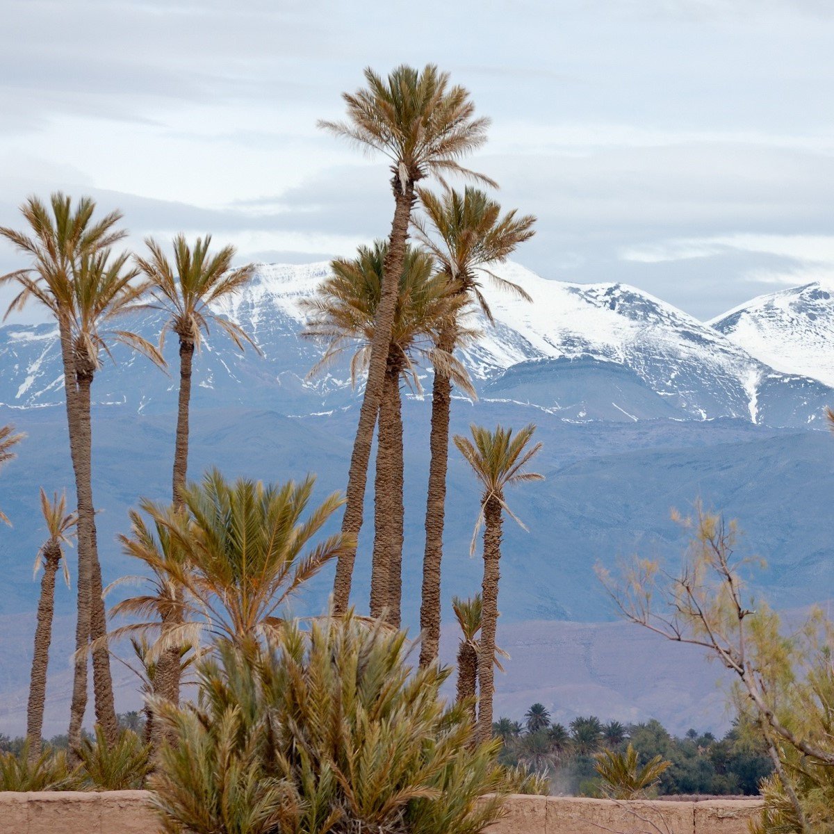 Palma - Parajubaea torallyi - prodej semen - 2 ks