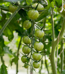 Rajče Limetto F1 - Solanum lycopersicum - prodej semen - 5 ks