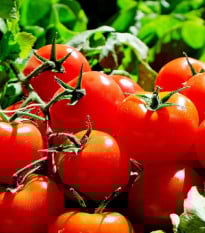 BIO Rajče Matina - Solanum lycopersicum - prodej bio semen - 15 ks