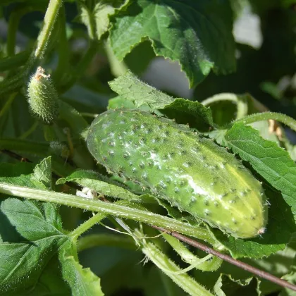 Okurka nakládačka setá  Rhinsk Drue - Cucumis sativus - prodej semen - 20 ks