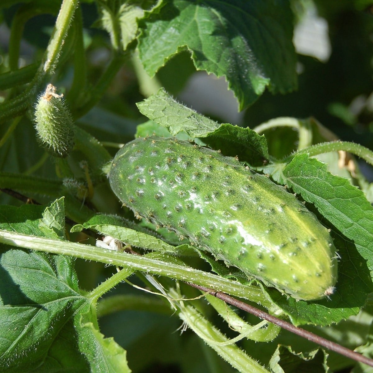 Okurka nakládačka setá  Rhinsk Drue - Cucumis sativus - prodej semen - 20 ks