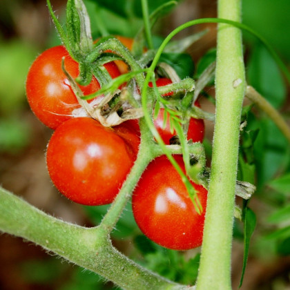 Rajče Matina - Solanum lycopersicum - prodej semen - 20 ks