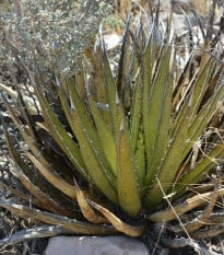 Agáve kalifornské - Agave deserti - prodej semen - 9 ks