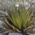 Agáve kalifornské - Agave deserti - prodej semen - 18 ks