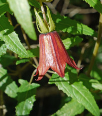 Kanarína kanárská - Kanárský zvonek - Canarina canariensis - prodej semen - 6 ks