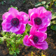Sasanka Admiral - Anemone - prodej cibulovin - 3 ks