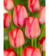 Tulipán Van Eijk - Tulipa - prodej cibulovin - 3 ks