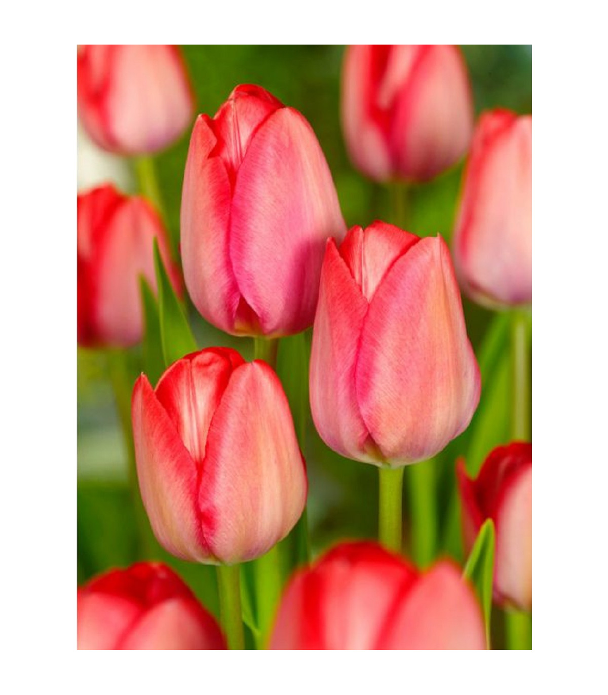 Tulipán Van Eijk - Tulipa - prodej cibulovin - 3 ks