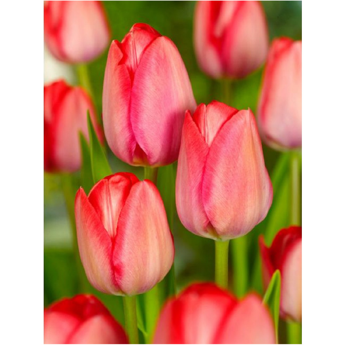 Tulipán Van Eijk - Tulipa - prodej cibulovin - 3 ks