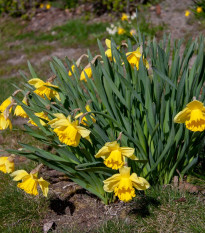 Narcis Baby Moon - Narcissus jonquilla - prodej cibulovin - 3 ks