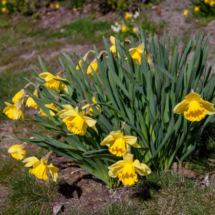 Narcis Baby Moon - Narcissus jonquilla - prodej cibulovin - 3 ks