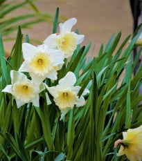 Narcis Mount Hood - Narcissus trumpet - prodej cibulovin - 3 ks