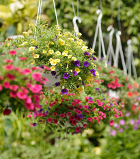 Letničky Visuté zahrady - směs - prodej semen - 0,9 g