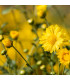 Letničky Zahradní sen ve žluté - směs - prodej semen - 0,9 g