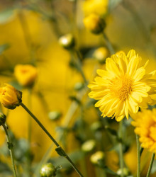 Letničky Zahradní sen ve žluté - směs - prodej semen letniček - 0,9 g