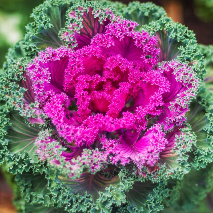 Okrasné zelí Nagoya růžová F1 - Brassica oleracea - prodej semen - 20 ks