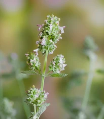 BIO Šanta kočičí citrónová - Nepeta cataria var. citriodora - prodej bio semen - 15 ks