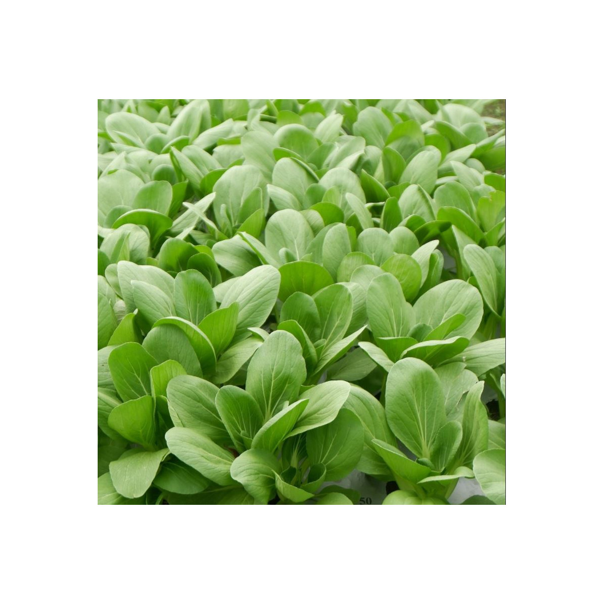 Pak Choi Atari F1 - Brassica rapa chinensis - prodej semen - 50 ks