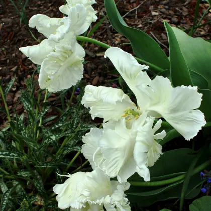 Tulipán White Parrot - Tulipa parrot - prodej cibulovin - 3 ks
