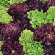 Salát kadeřavý - Fitnes mix - Lactuca sativa - 100 ks